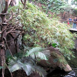 Lied Jungle-Lar Gibbon/Asian Small-clawed Otter Exhibit