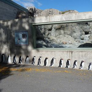 Wall of Different Species of Penguin