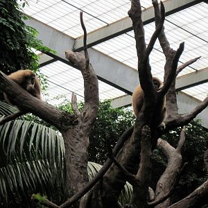 Lied Jungle-White-handed Gibbons