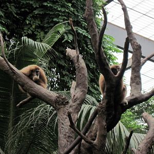 Lied Jungle-White-handed Gibbons
