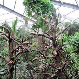 Lied Jungle-White-handed Gibbon Exhibit