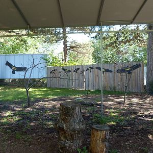 Bird Stage Show Area