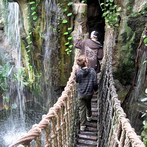 Lied Jungle-Swaying Bridge