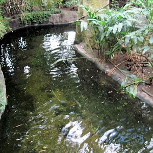 Lied Jungle-Ciclid/Giant Turtle Exhibit