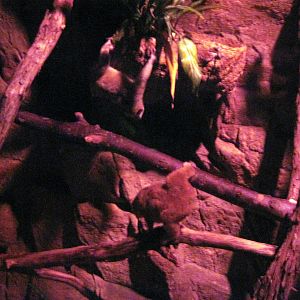 Lied Jungle-Pygmy Slow Lorises