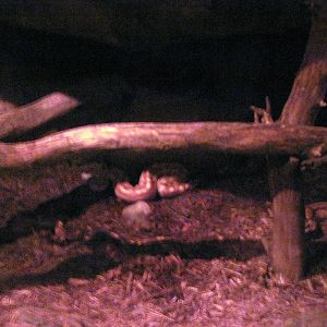 Lied Jungle-Blood Python