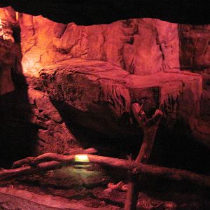 Lied Jungle-Blood Python Exhibit