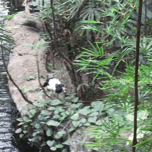 Lied Jungle-Magpie Goose