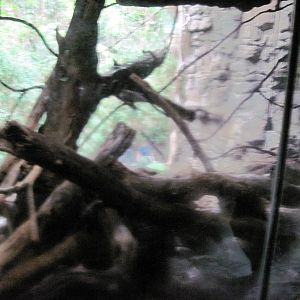 Lied Jungle-Indian Crested Porcupine Exhibit