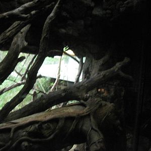 Lied Jungle-Clouded Leopard Exhibit