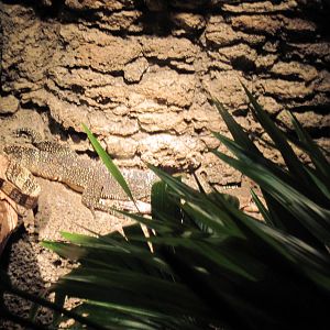 Lied Jungle-Malayan Water Monitor