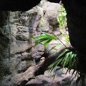 Lied Jungle-Malayan Water Monitor Exhibit