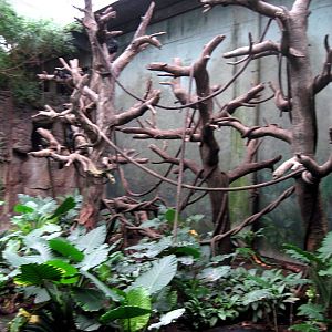 Lied Jungle-Francois Langur Exhibit