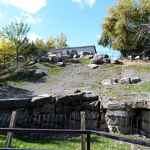 Big Horned Sheep Exhibit