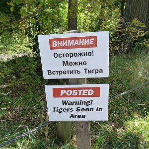 Tigers Approaching!!