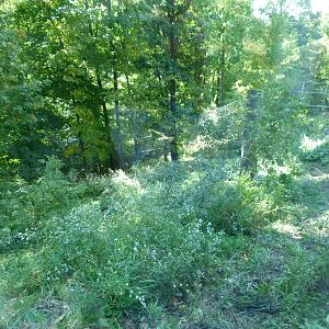 Another part of Tiger Exhibit