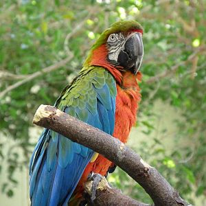 Hybrid Macaw