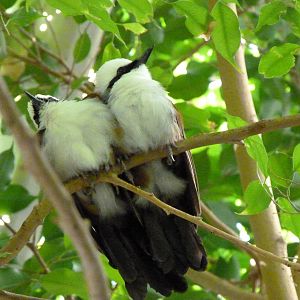 Two Birds of a Feather