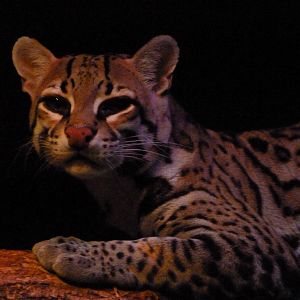 Good Morning, Ocelot!