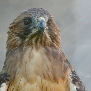 Falcon