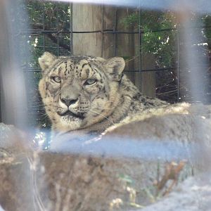 Snow Leopard
