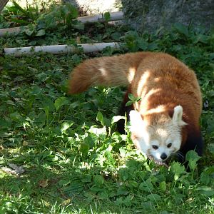 Red Panda