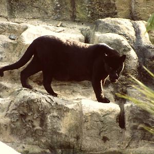 Black Jaguar Ebony Chester Zoo 9th October 2002