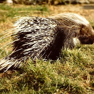 African Crested Porcupine Chester Zoo 9th October 2002