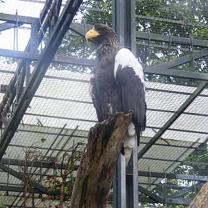 Steller's sea eagle at Edinburgh Zoo, 2 October 2010