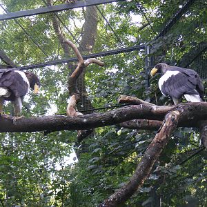 Steller's sea eagles at Edinburgh Zoo, 2 October 2010