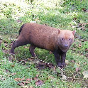 Bush dog at Edinburgh Zoo, 2 October 2010