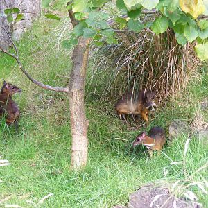 Lesser Malayan chevrotains at Edinburgh Zoo, 2 October 2010