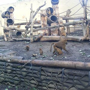 Guinea baboons at Edinburgh Zoo, 2 October 2010