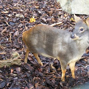 Southern pudu at Edinburgh Zoo, 2 October 2010