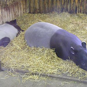 Malayan tapirs at Edinburgh Zoo, 2 October 2010