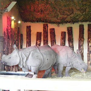 Greater one-horned rhinos at Edinburgh Zoo, 2 October 2010