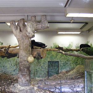 Malayan sun bears at Edinburgh Zoo, 2 October 2010