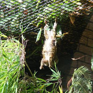 Pygmy marmoset at Edinburgh Zoo, 2 October 2010