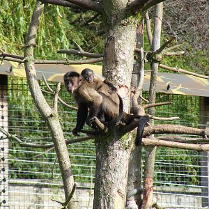 Brown capuchins at Edinburgh Zoo, 2 October 2010