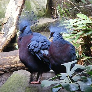 Victoria crowned pigeons at Edinburgh Zoo, 2 October 2010
