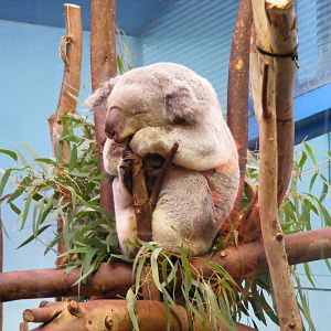 Yabbra the koala at Edinburgh Zoo, 2 October 2010