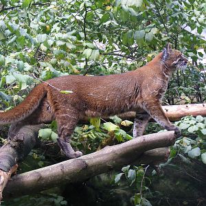Ipoh the Asian golden cat at Edinburgh Zoo, 2 October 2010