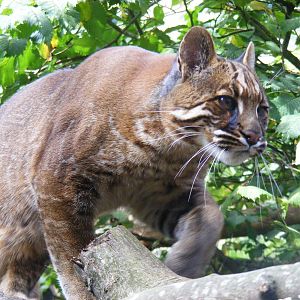 Asian golden cat at Edinburgh Zoo, 2 October 2010