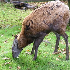 Siberian musk deer at Edinburgh Zoo, 2 October 2010