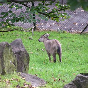 Chinese goral at Edinburgh Zoo, 2 October 2010