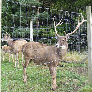 White-lipped deer at Edinburgh Zoo, 2 October 2010