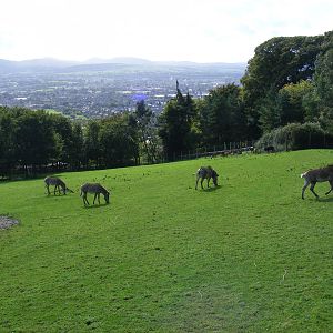 Grevy's zebras and nyalas at Edinburgh Zoo, 2 October 2010