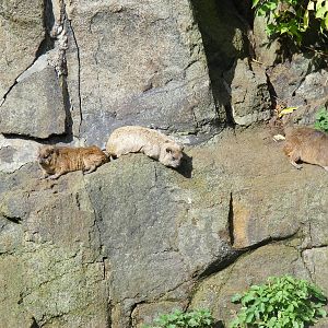 Rock hyraxes at Edinburgh Zoo, 2 October 2010