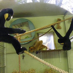 Buff-cheeked gibbons at Edinburgh Zoo, 2 October 2010