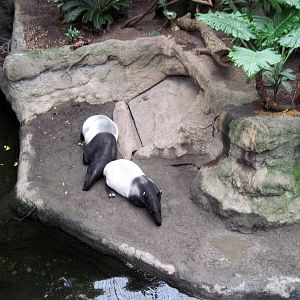 Lied Jungle-Malayan Tapirs